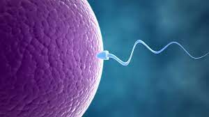 Infertility Treatment